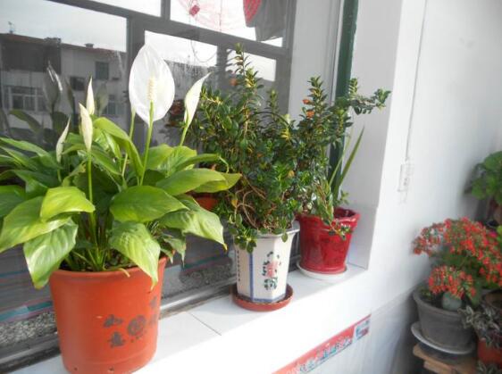 一帆风顺花的摆放禁忌,一帆风顺适合放在哪里