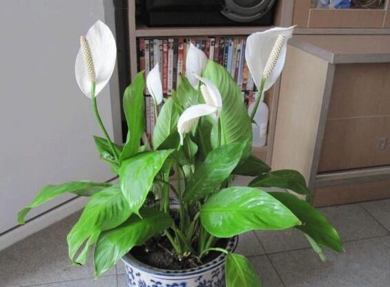 一帆风顺花的摆放禁忌,一帆风顺适合放在哪里