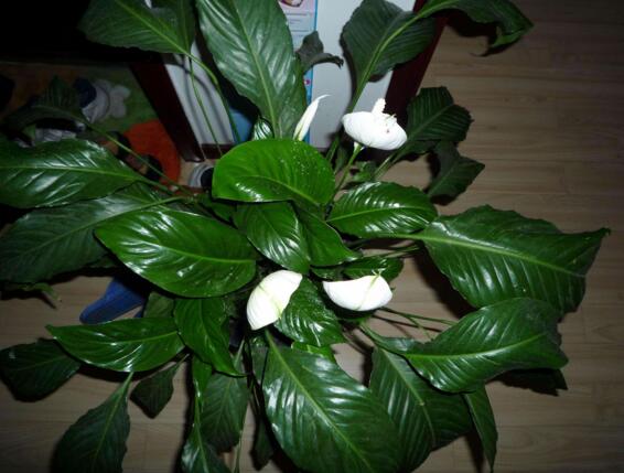 一帆风顺花的摆放禁忌,一帆风顺适合放在哪里