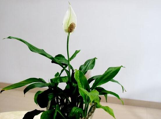 一帆风顺花的摆放禁忌,一帆风顺适合放在哪里