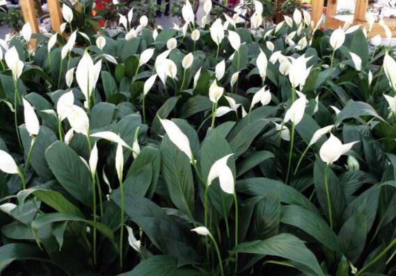 一帆风顺花的摆放禁忌,一帆风顺适合放在哪里