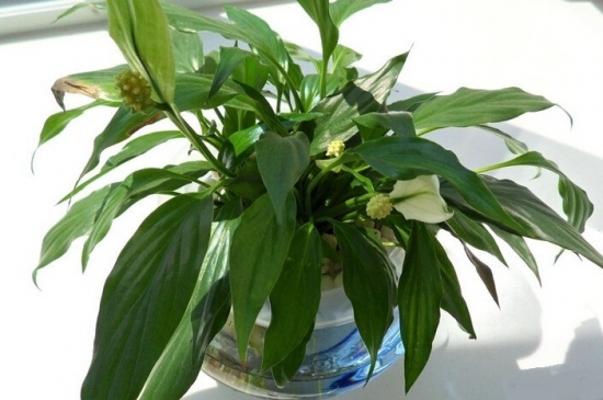 一帆风顺叶子下垂如何办：一般是光照和浇水不当或病虫害所致