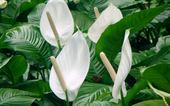 一帆风顺作文：200~500字作文大全