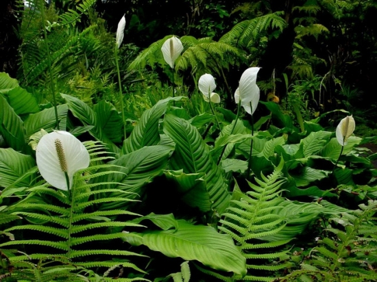 一帆风顺大全附介绍：相册的图片免费下载
