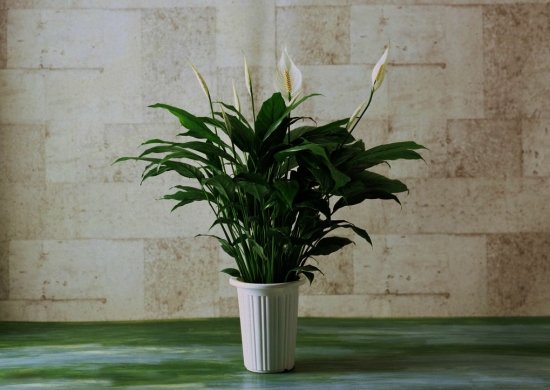 一帆风顺大全附介绍：相册的图片免费下载