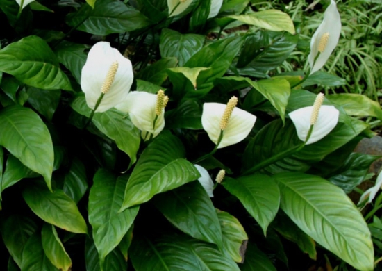 一帆风顺大全附介绍：相册的图片免费下载