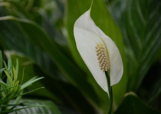 一帆风顺大全附介绍：相册的图片免费下载