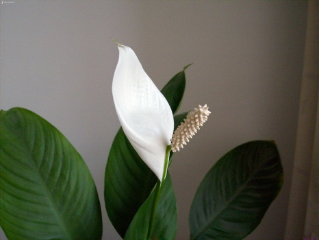 一帆风顺叶子发黄：分析及处理