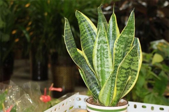 虎皮兰的养殖办法