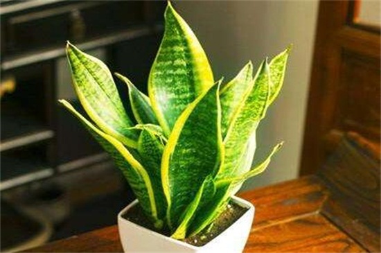 虎皮兰的养殖办法