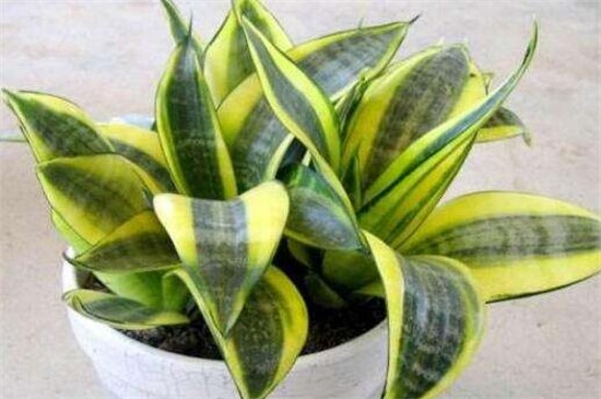 虎皮兰的养殖办法