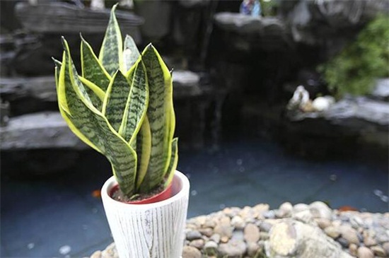 虎皮兰扦插水培发芽了，6个要点可让发芽率更高