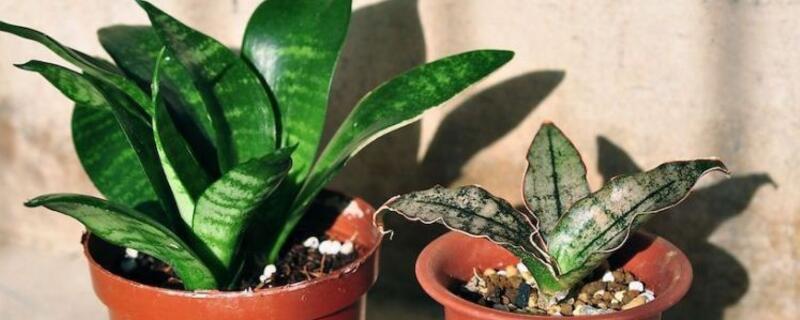 虎皮兰如何养才会茂盛