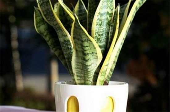 虎皮兰如何养才会茂盛