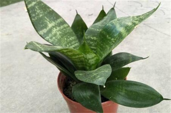 虎皮兰如何养才会茂盛