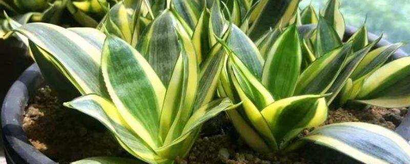 虎皮兰叶尖干枯如何办