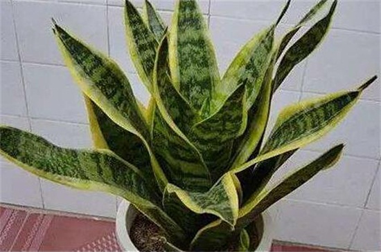 虎皮兰叶尖干枯如何办