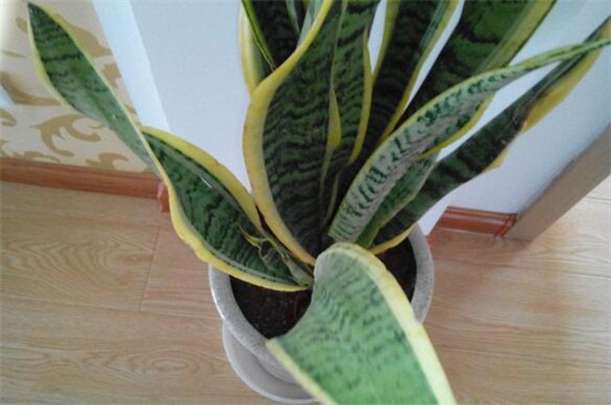 虎皮兰叶尖干枯如何办
