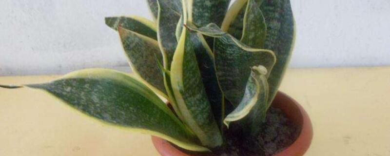 虎皮兰叶子烂了如何办
