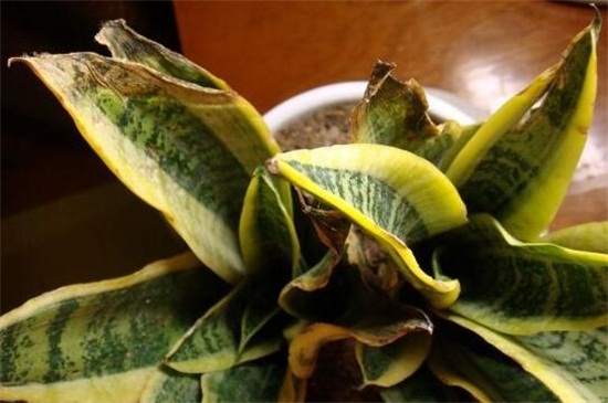 虎皮兰叶子烂了如何办