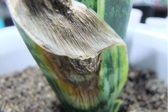 虎皮兰叶子烂了如何办