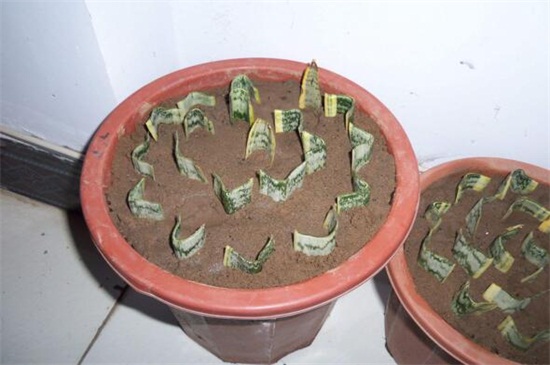 虎皮兰的繁殖办法