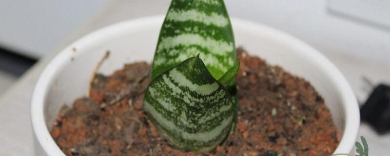 虎皮兰秋季如何养