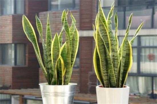 虎皮兰秋季如何养