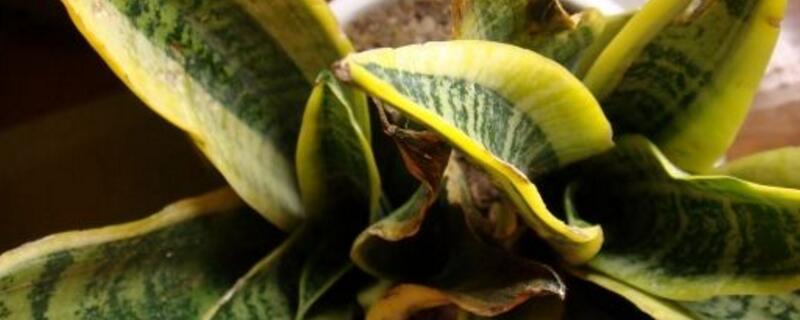 虎皮兰叶子打卷如何办