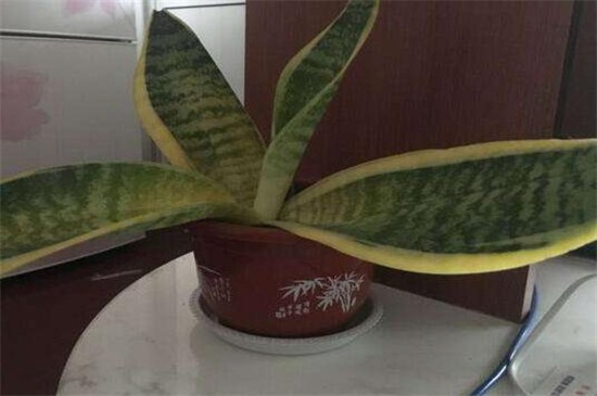 虎皮兰叶子打卷如何办