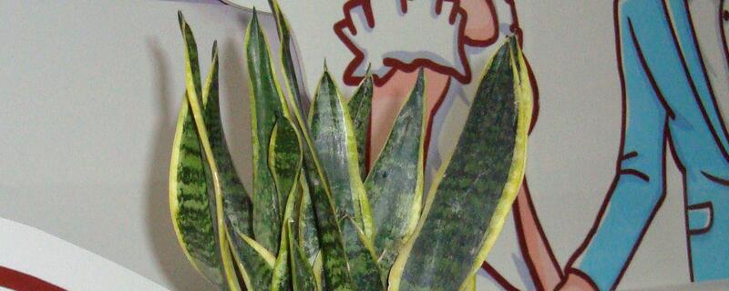 金边虎皮兰叶子烂了如何办