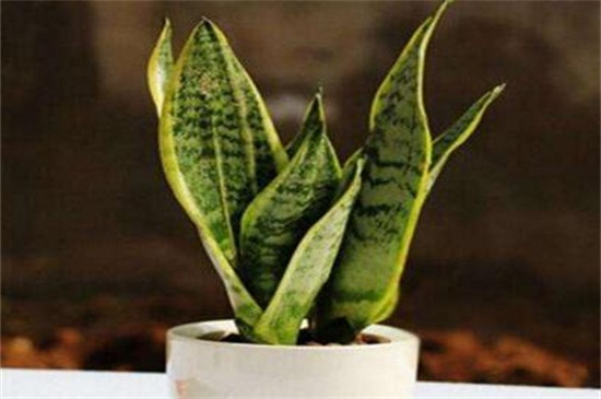金边虎皮兰叶子烂了如何办
