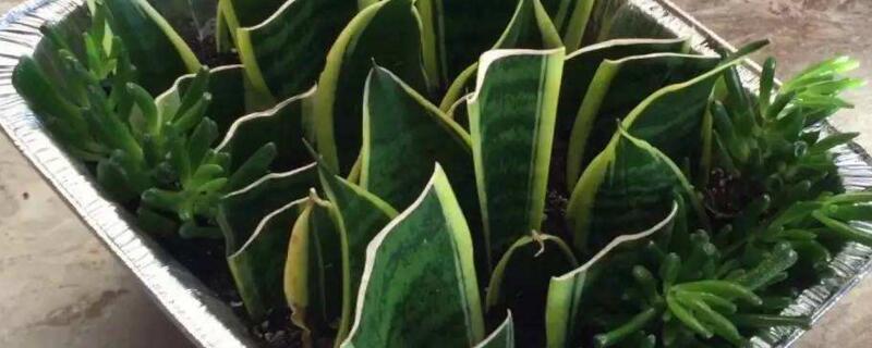 虎皮兰如何扦插