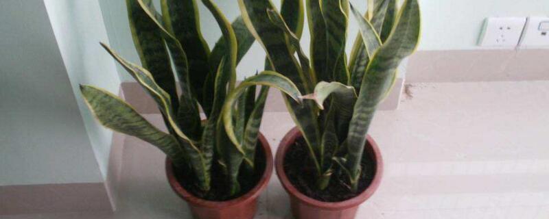 虎皮兰移植后快速长叶办法