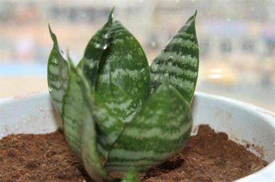 虎皮兰移植后快速长叶办法