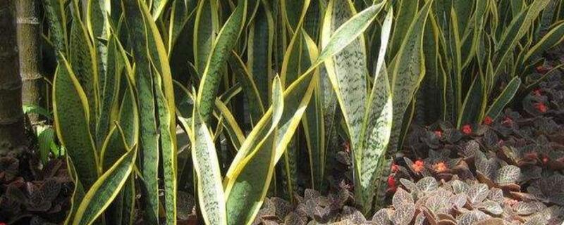 虎皮兰如何修剪老叶