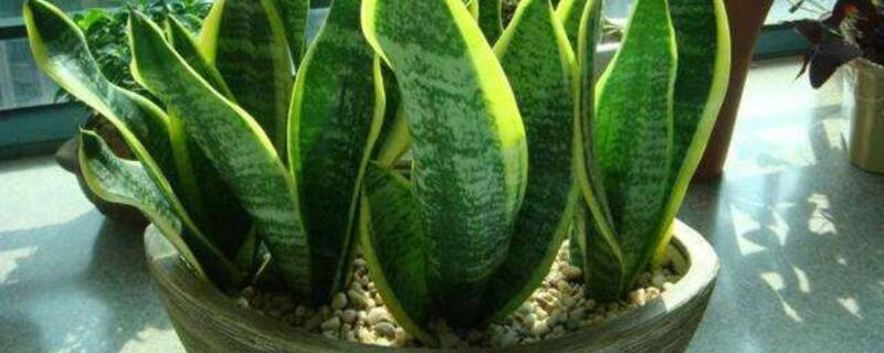 虎皮兰夏季如何养