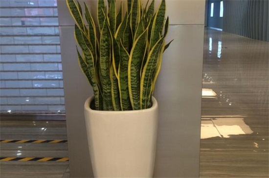 虎皮兰夏季如何养