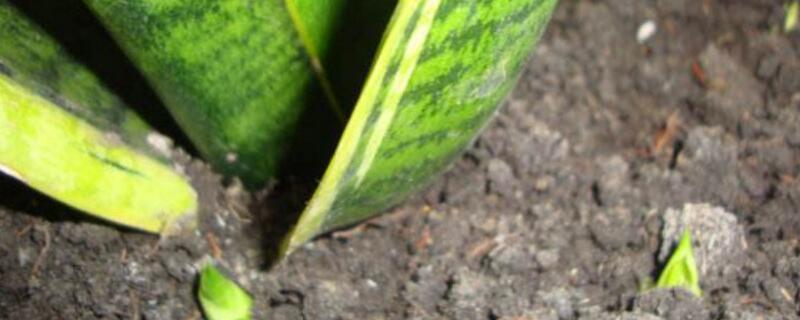 虎皮兰不发新芽如何办