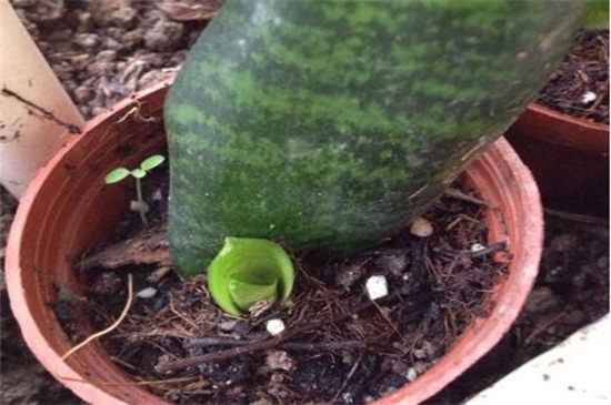 虎皮兰不发新芽如何办