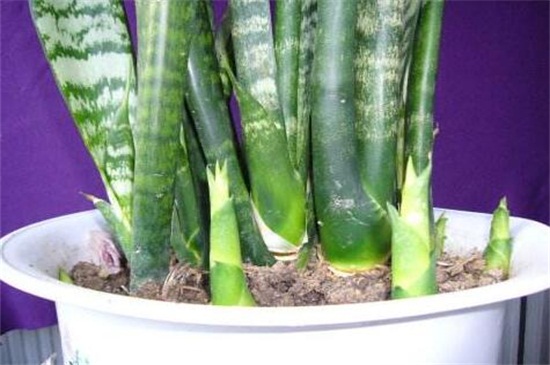 虎皮兰不发新芽如何办