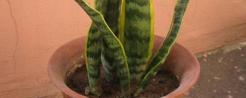 虎皮兰冬季如何养