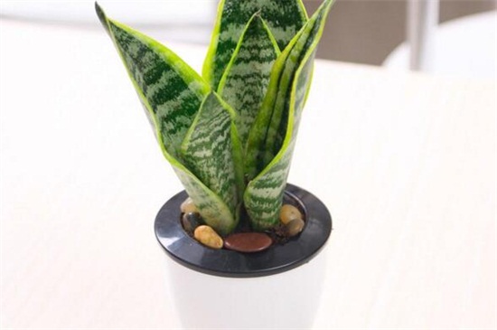 虎皮兰冬季如何养