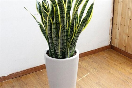 虎皮兰冬季如何养