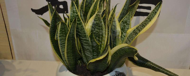 虎皮兰的浇水办法