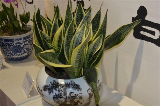 虎皮兰的浇水办法