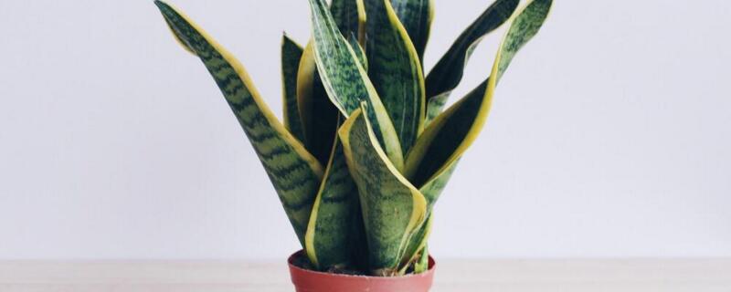 虎皮兰如何移植