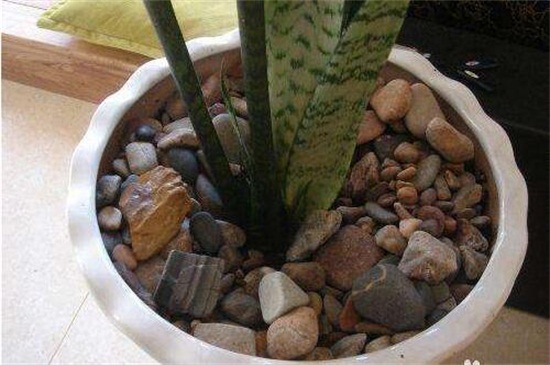 虎皮兰如何移植