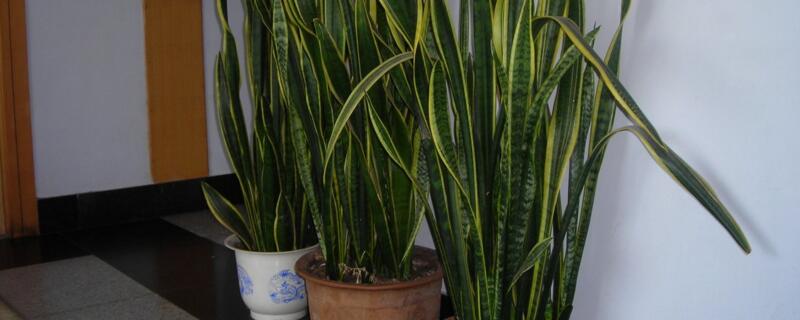 金边虎皮兰如何养