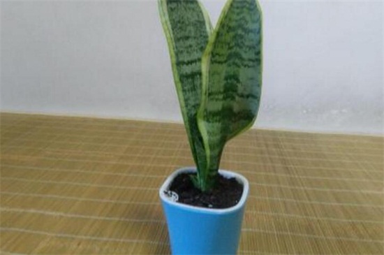 金边虎皮兰如何养